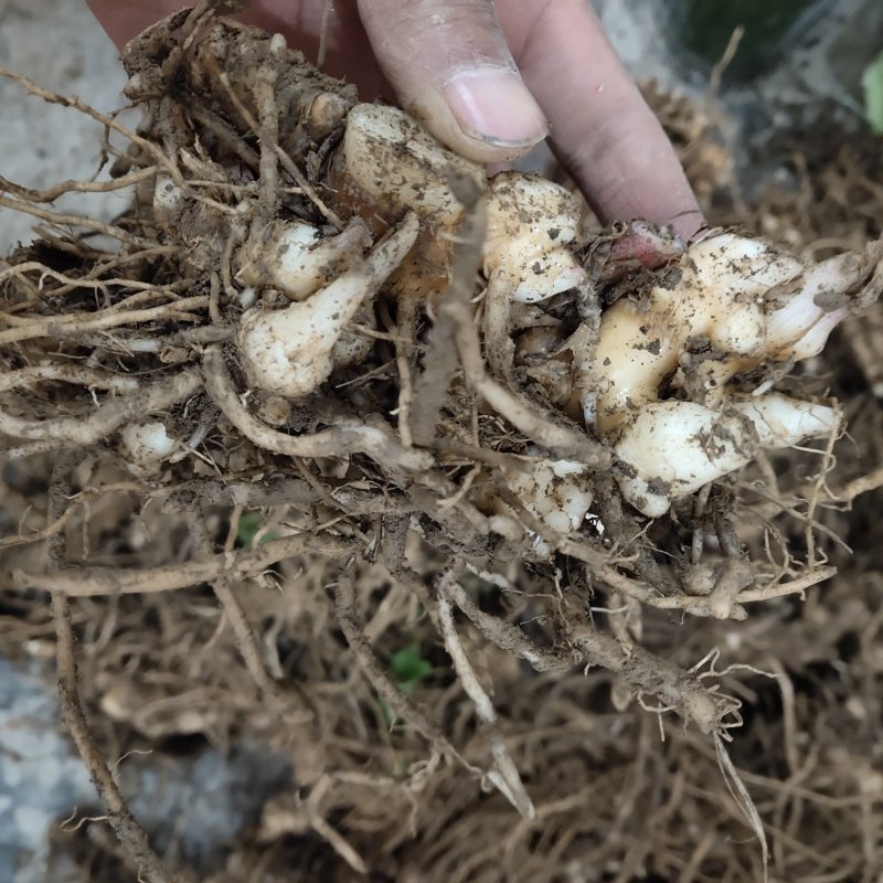阳荷种洋荷种苗阳荷姜种子苗阳霍襄荷种根