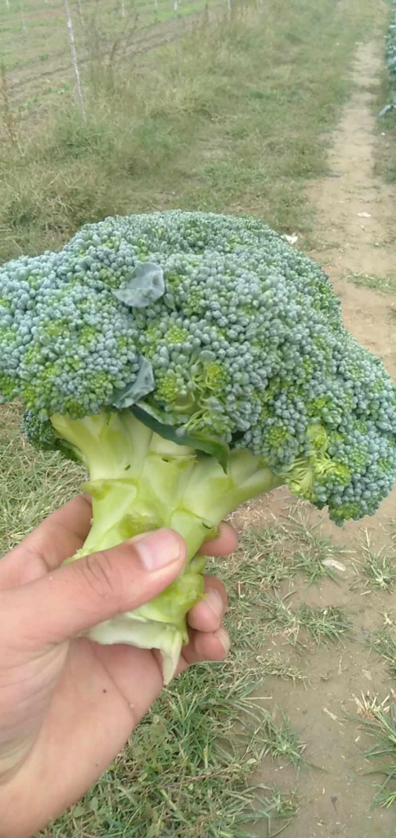 西兰花耐寒优秀，加工厂货市场货大量上市中