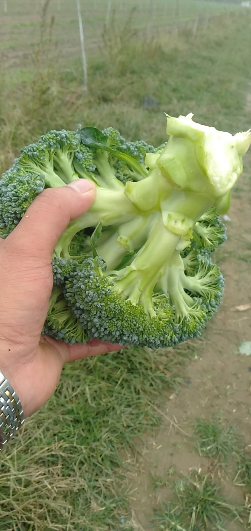 西兰花耐寒优秀，加工厂货市场货大量上市中