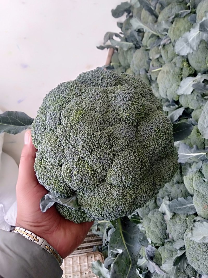西兰花耐寒优秀，加工厂货市场货大量上市中