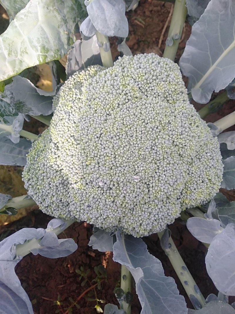 西兰花耐寒优秀，加工厂货市场货大量上市中