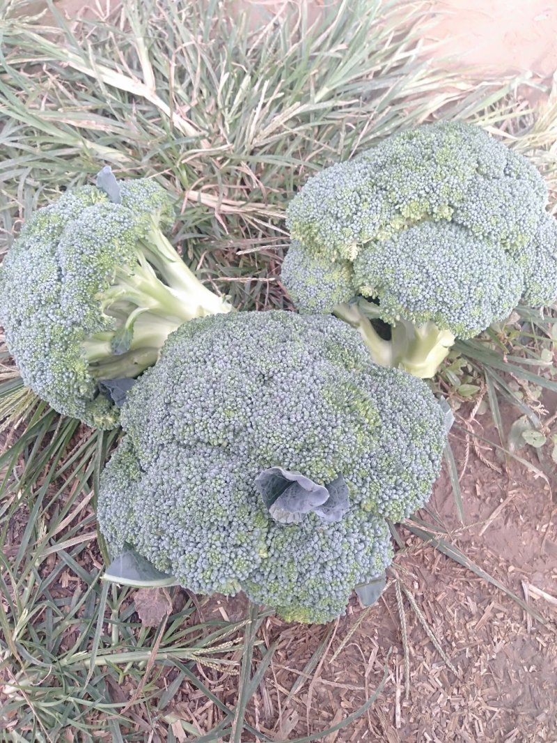 西兰花耐寒优秀，加工厂货市场货大量上市中