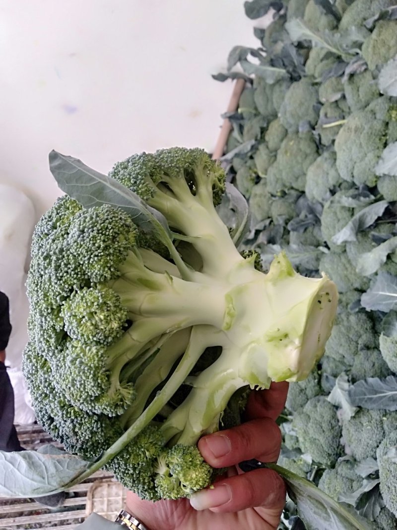 西兰花耐寒优秀，加工厂货市场货大量上市中