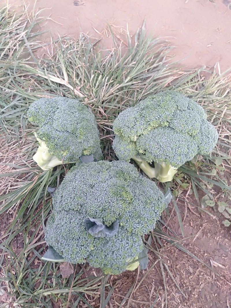 西兰花耐寒优秀，加工厂货市场货大量上市中
