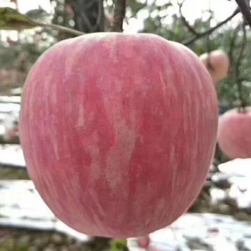 纸加膜红富士苹果