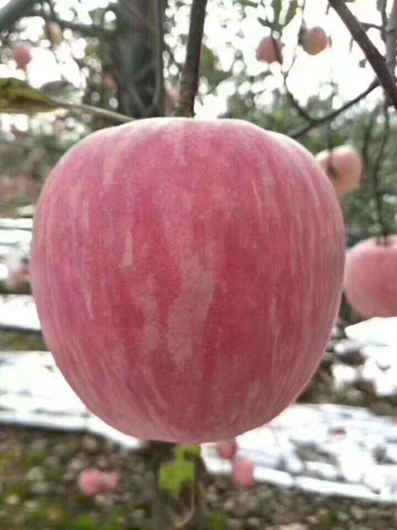 纸加膜红富士苹果