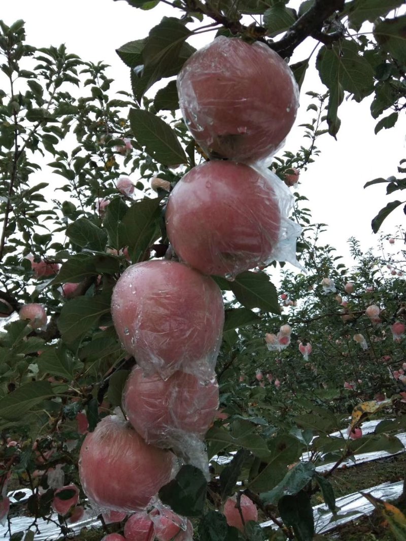 纸加膜红富士苹果