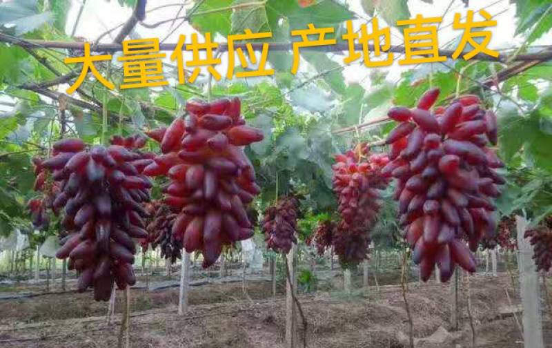 牛奶香味葡之梦葡萄苗特级苗包成活包技术
