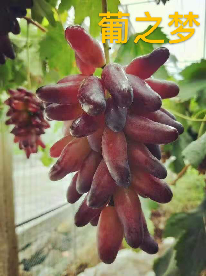 牛奶香味葡之梦葡萄苗特级苗包成活包技术