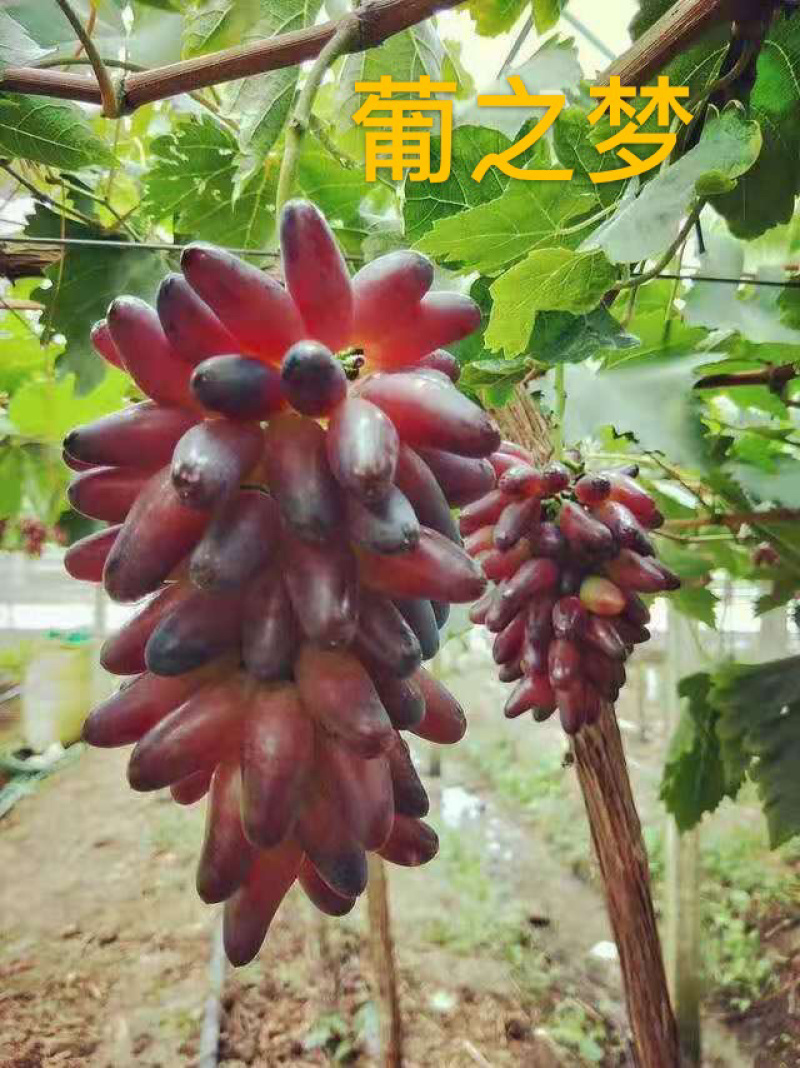牛奶香味葡之梦葡萄苗特级苗包成活包技术