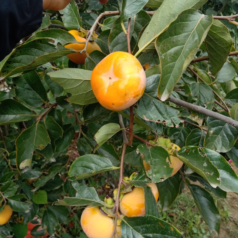 阳丰甜柿子树苗80~100cm