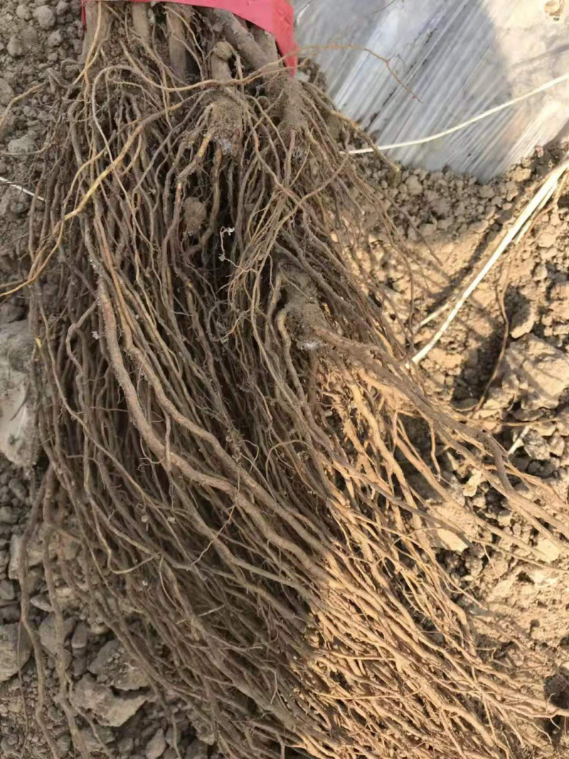 牛奶香味葡之梦葡萄苗特级苗包成活包技术