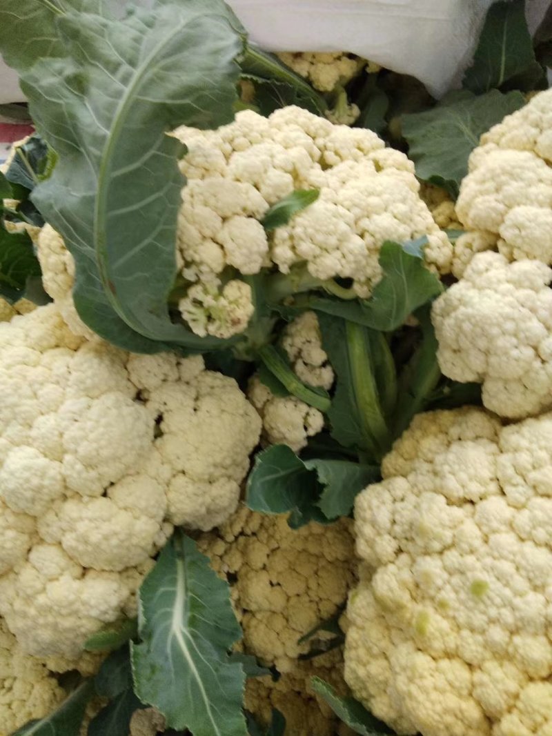 白雪菜花精品