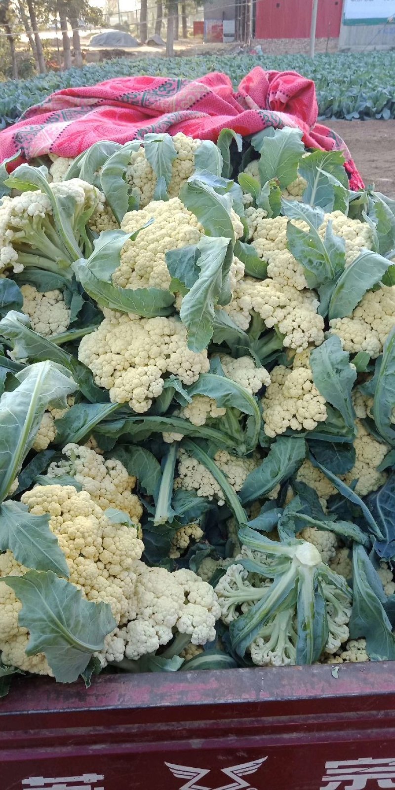 白雪菜花精品
