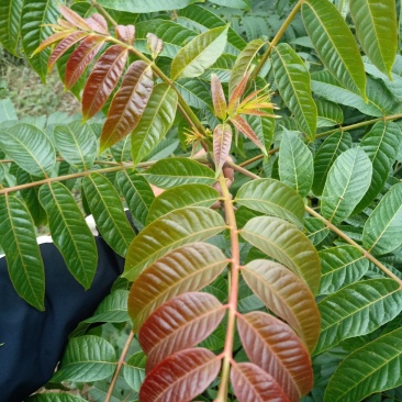 红油香椿苗80cm以上大棚