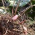 淫羊藿野生根苗箭叶淫羊藿仙灵脾块茎种苗庭院种植中药材苗