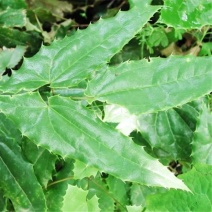 淫羊藿野生根苗箭叶淫羊藿仙灵脾块茎种苗庭院种植中药材苗