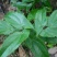 淫羊藿野生根苗箭叶淫羊藿仙灵脾块茎种苗庭院种植中药材苗
