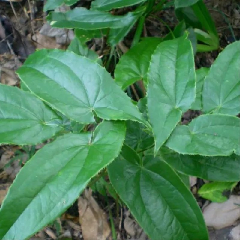 淫羊藿野生根苗箭叶淫羊藿仙灵脾块茎种苗庭院种植中药材苗