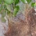 淫羊藿野生根苗箭叶淫羊藿仙灵脾块茎种苗庭院种植中药材苗