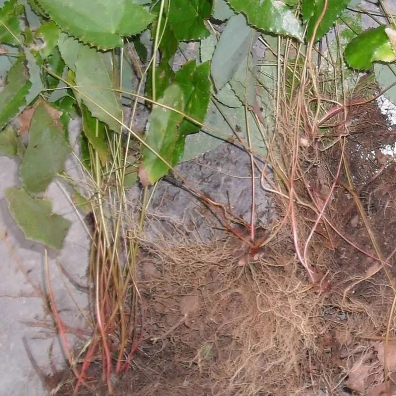 淫羊藿野生根苗箭叶淫羊藿仙灵脾块茎种苗庭院种植中药材苗