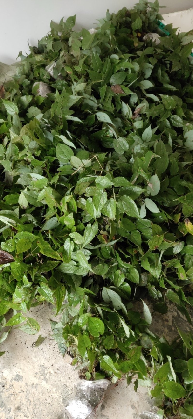 淫羊藿野生根苗箭叶淫羊藿仙灵脾块茎种苗庭院种植中药材苗