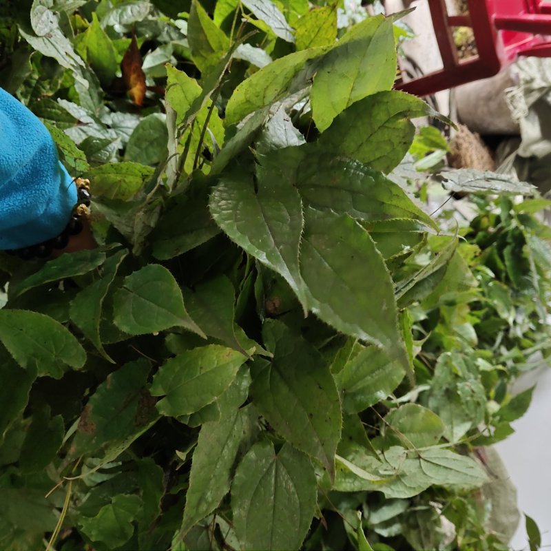 淫羊藿野生根苗箭叶淫羊藿仙灵脾块茎种苗庭院种植中药材苗