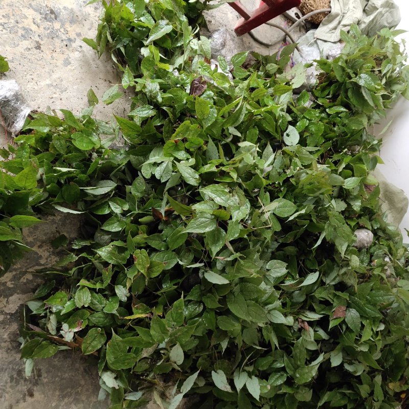 淫羊藿野生根苗箭叶淫羊藿仙灵脾块茎种苗庭院种植中药材苗