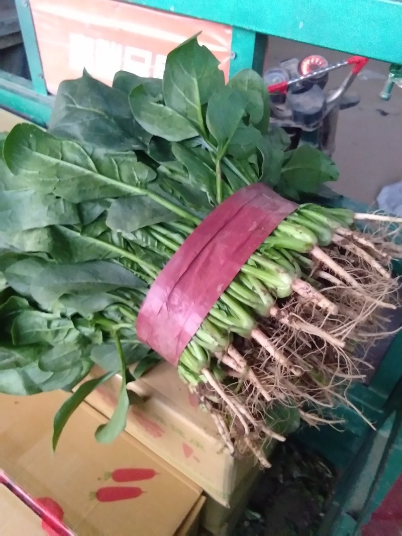 高品质，有机无公害波菜