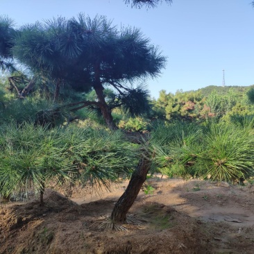 供应造型黑松景观松迎客松