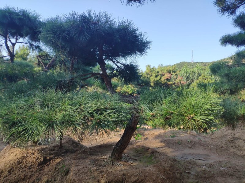 供应造型黑松景观松迎客松