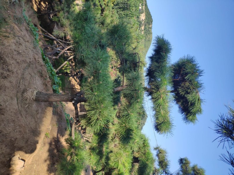 供应造型黑松景观松迎客松