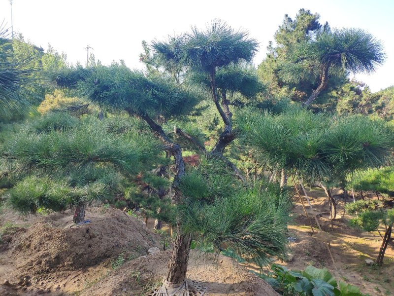 供应造型黑松景观松迎客松