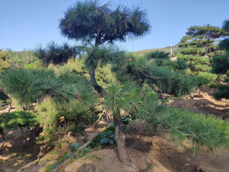 供应造型黑松景观松迎客松