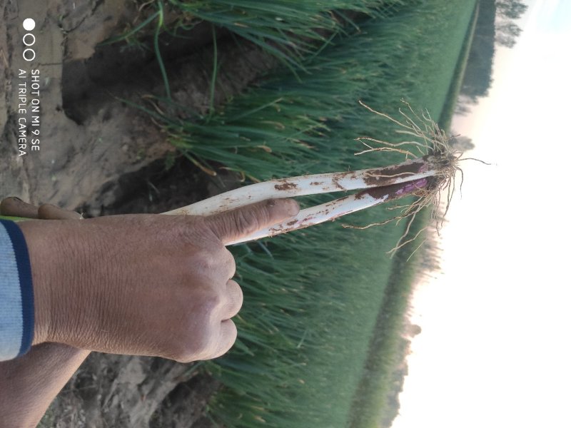大量供应1.5公分左右粗度符合重庆双福市场需求标维的小葱