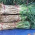 大量供应1.5公分左右粗度符合重庆双福市场需求标维的小葱