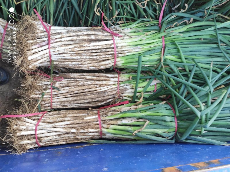 大量供应1.5公分左右粗度符合重庆双福市场需求标维的小葱