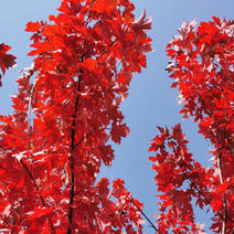 美国红枫（秋火焰），新品种，耐寒，现货，随时起苗发货