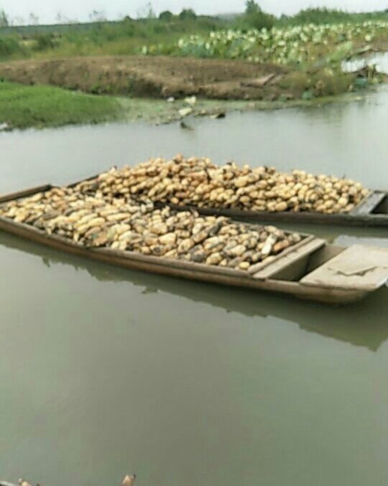 长期大量供应优质莲藕，基地种植，货源充足，稳定。价格美丽
