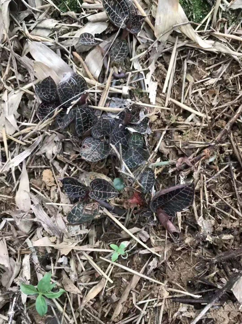 金线莲四川纯野山货货不是很多