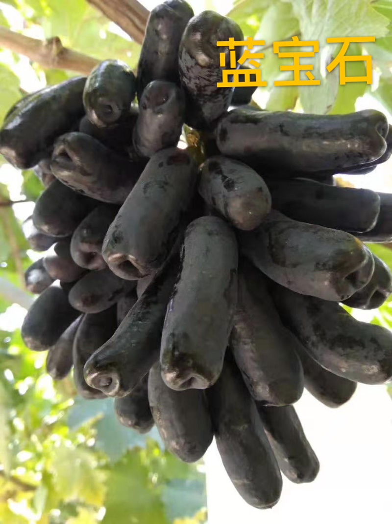 签订纯度合同蓝宝石葡萄苗量大优惠全国包邮货到付款