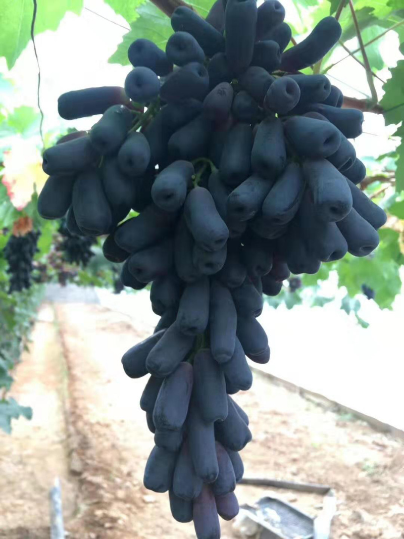 签订纯度合同蓝宝石葡萄苗量大优惠全国包邮货到付款