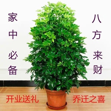 鸭脚木盆栽植物室内大型招财树客厅八方来财净化空气绿植鸭掌