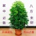 鸭脚木盆栽植物室内大型招财树客厅八方来财净化空气绿植鸭掌