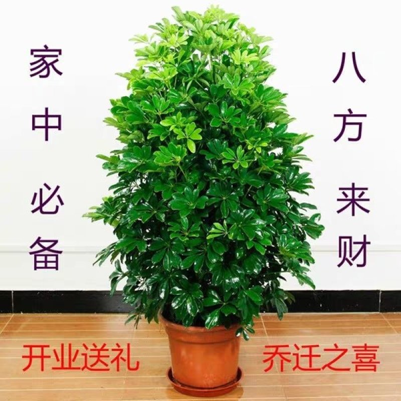 鸭脚木盆栽植物室内大型招财树客厅八方来财净化空气绿植鸭掌