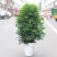 鸭脚木盆栽植物室内大型招财树客厅八方来财净化空气绿植鸭掌