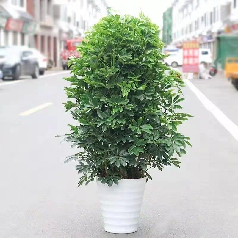 鸭脚木盆栽植物室内大型招财树客厅八方来财净化空气绿植鸭掌