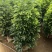 鸭脚木盆栽植物室内大型招财树客厅八方来财净化空气绿植鸭掌