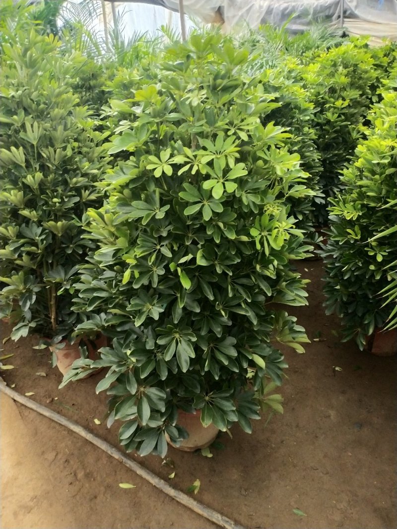 鸭脚木盆栽植物室内大型招财树客厅八方来财净化空气绿植鸭掌