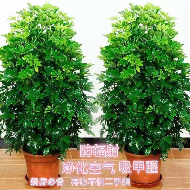 鸭脚木盆栽植物室内大型招财树客厅八方来财净化空气绿植鸭掌